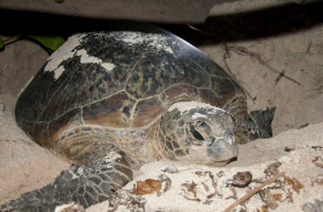turtle-pic-web.jpg
