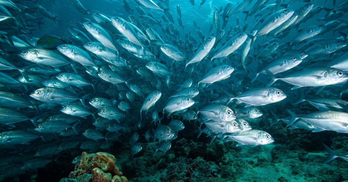 The Sustainable Fisheries Dealbook: What Partners Need to Know