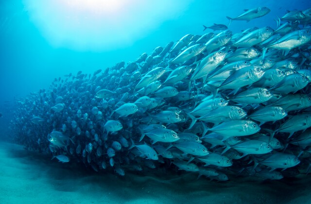 School of Fish