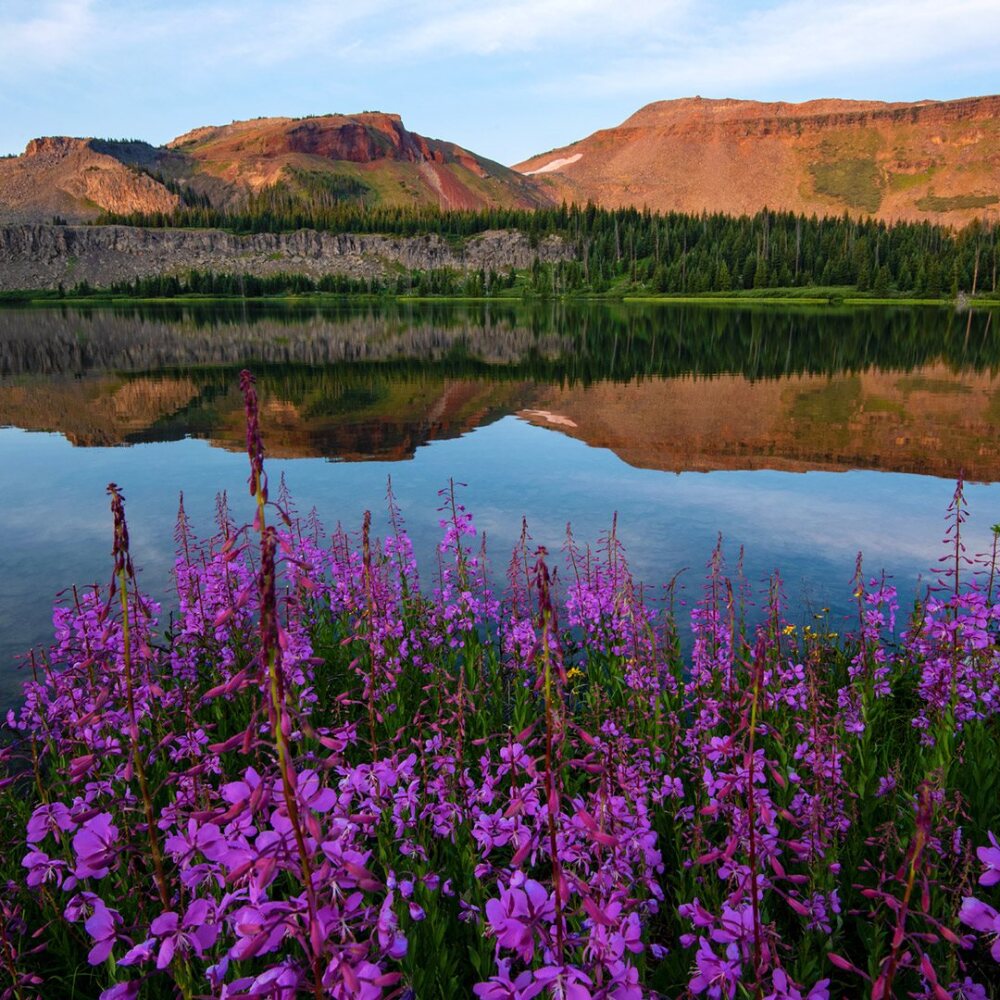 Flowers bloom on a mountain meadow.