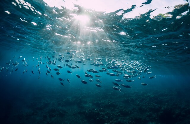 Tuna in Ocean stock photo