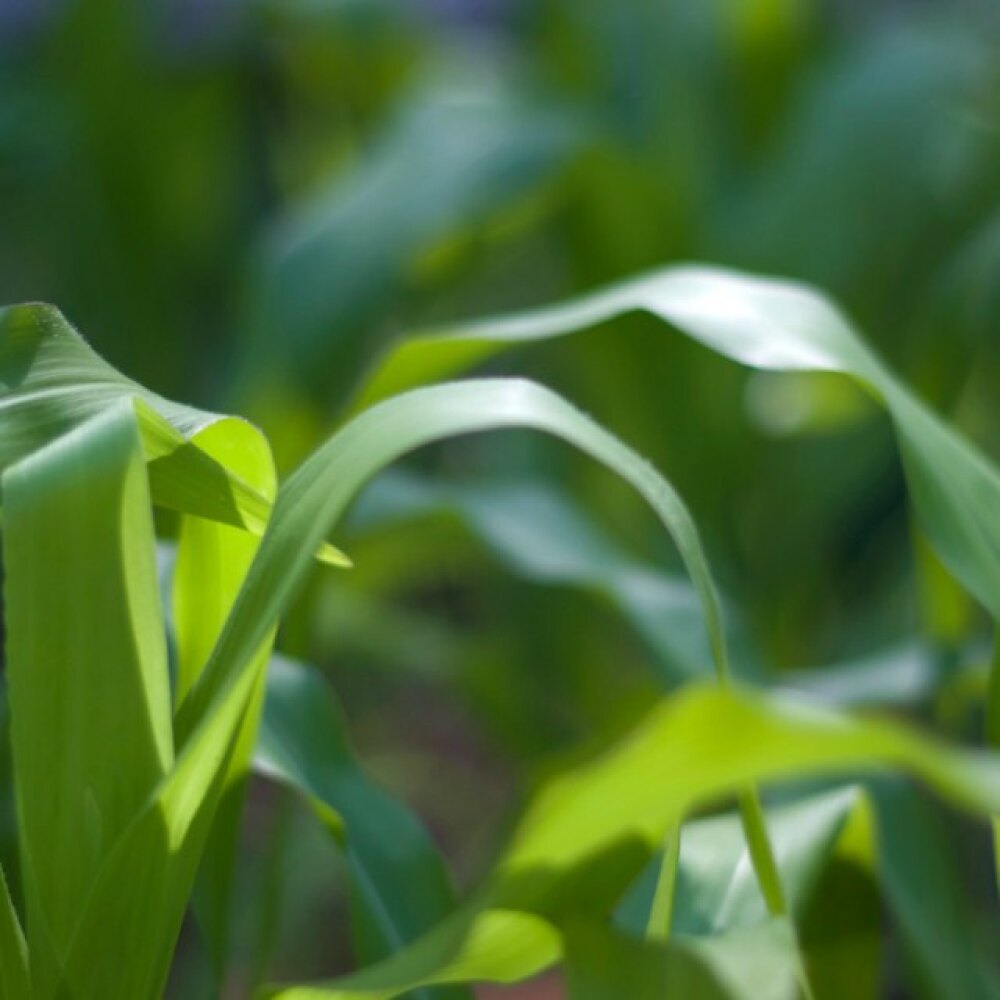 iowa-farmer-plain.jpg