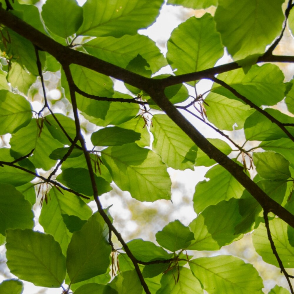 tree-canopy-hero.jpg