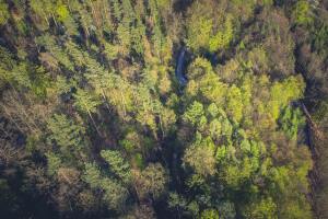bird-s-eye-view-forest-landscape-104350.jpg