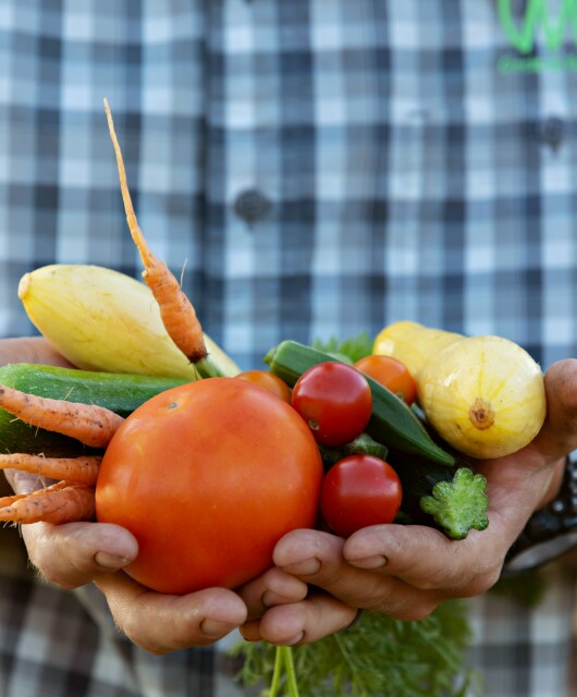 NWA Food System. FarmLink. Cody Murphree vegetables