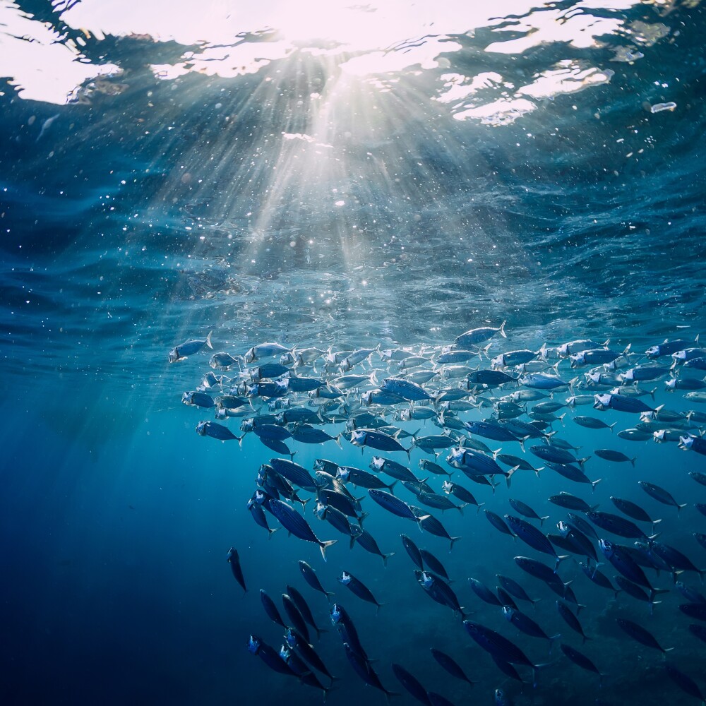Oceans sunlight stock