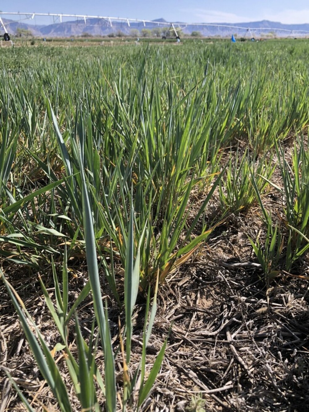 Kernza alt forage