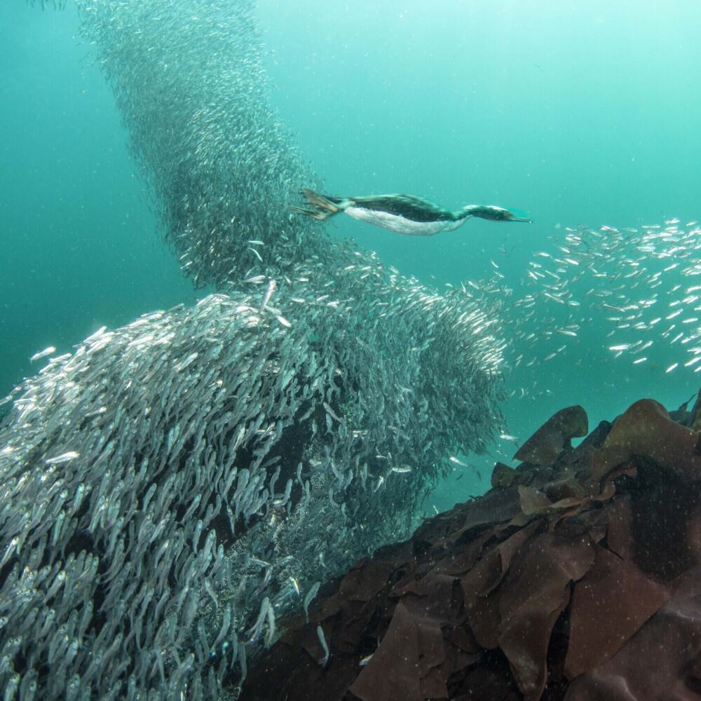 Chile Sardines 1