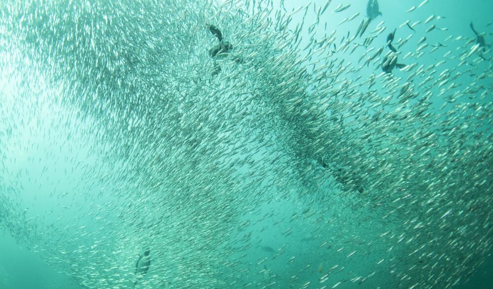 Chile Sardines 2