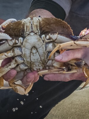 Dungeness Crab 2
