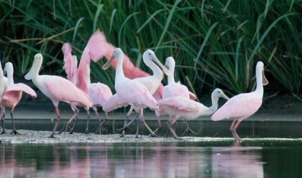 Coastal birds
