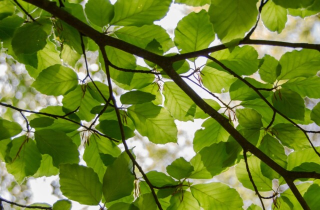 tree-canopy-hero.jpg