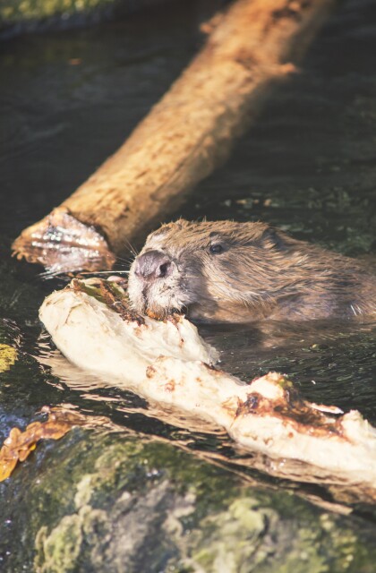 Beaver building dam