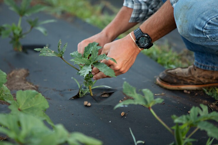 NWA Food Systems. planting