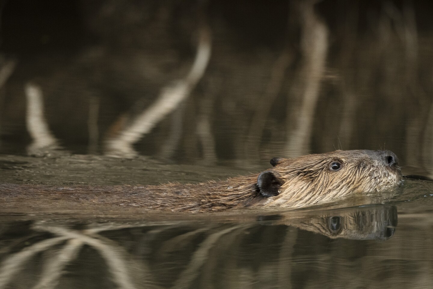 Beaver swimming