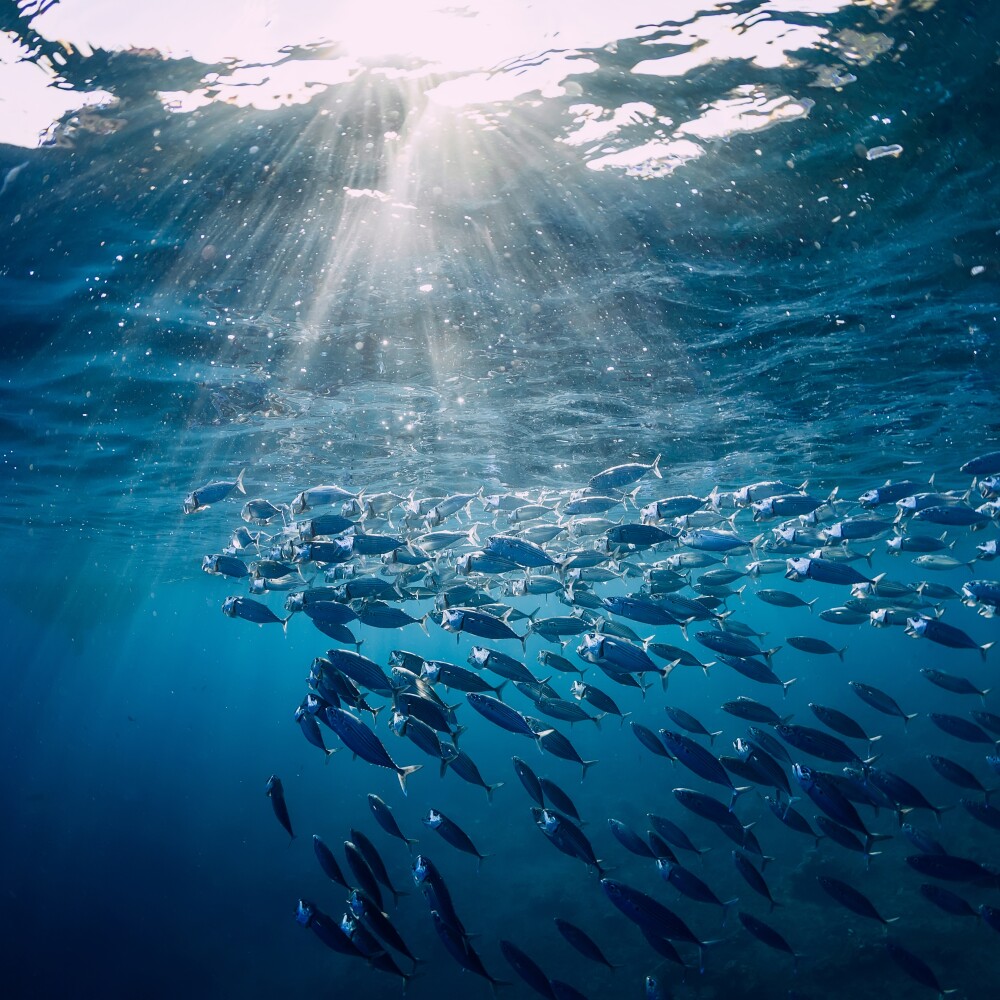 Oceans sunlight stock