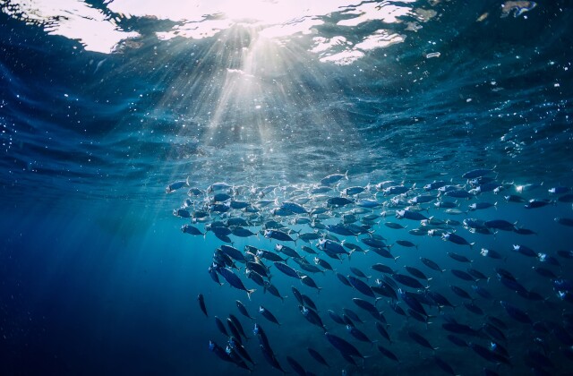 Oceans sunlight stock