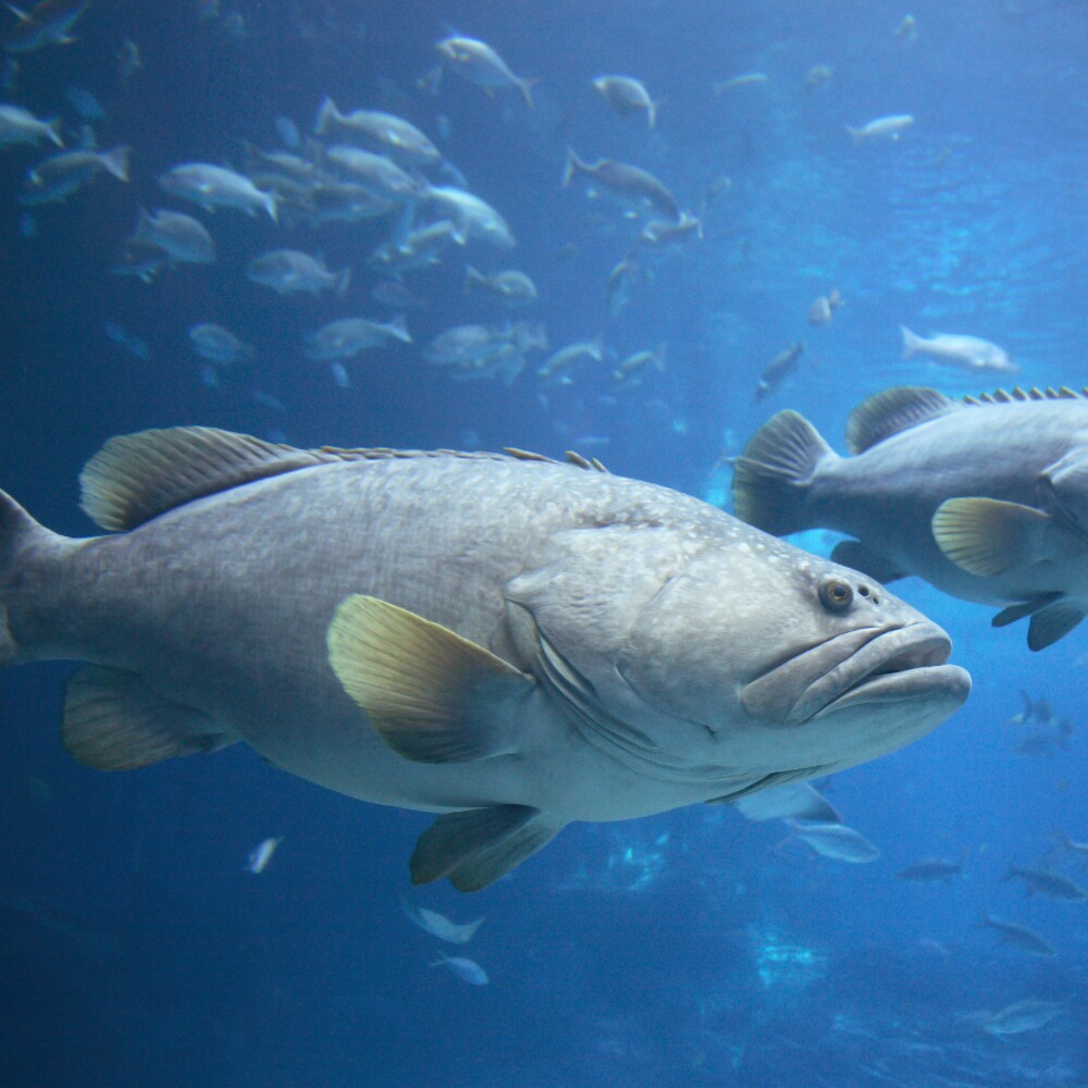Group of grouper 