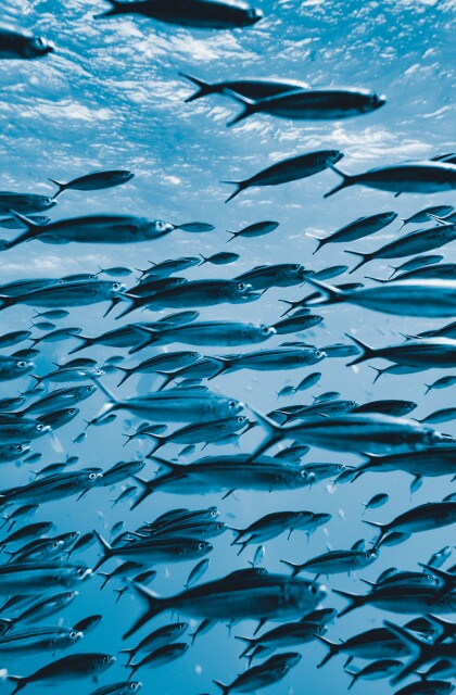 Ocean School of Fish stock
