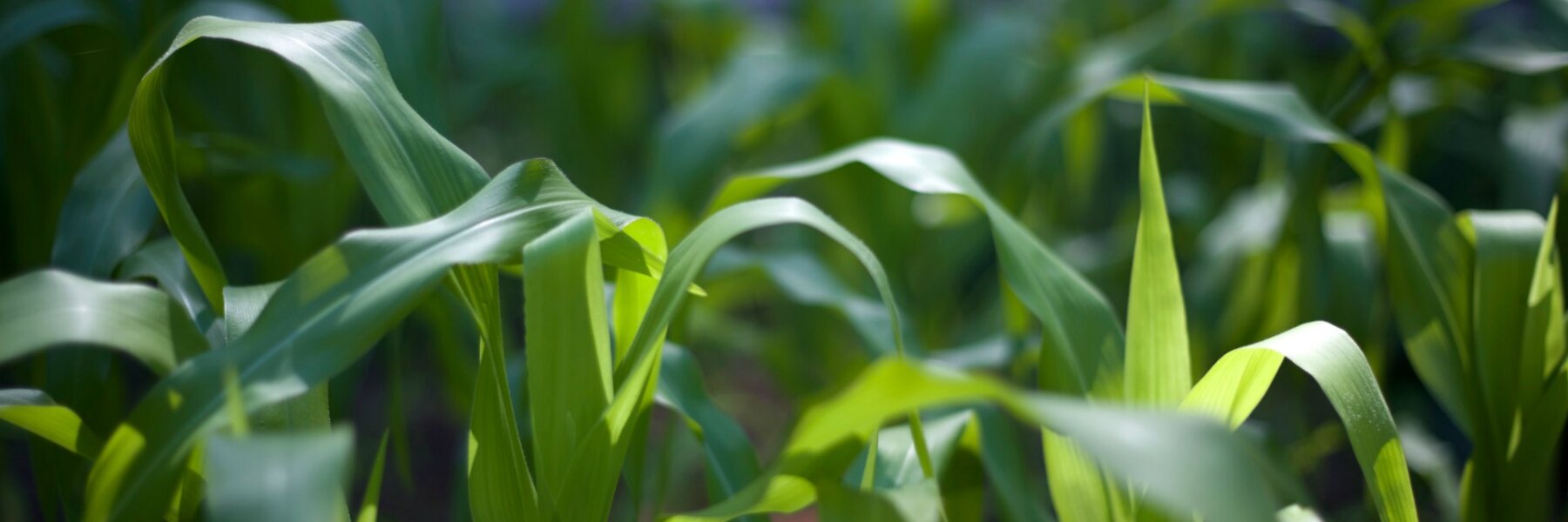 iowa-farmer-plain.jpg