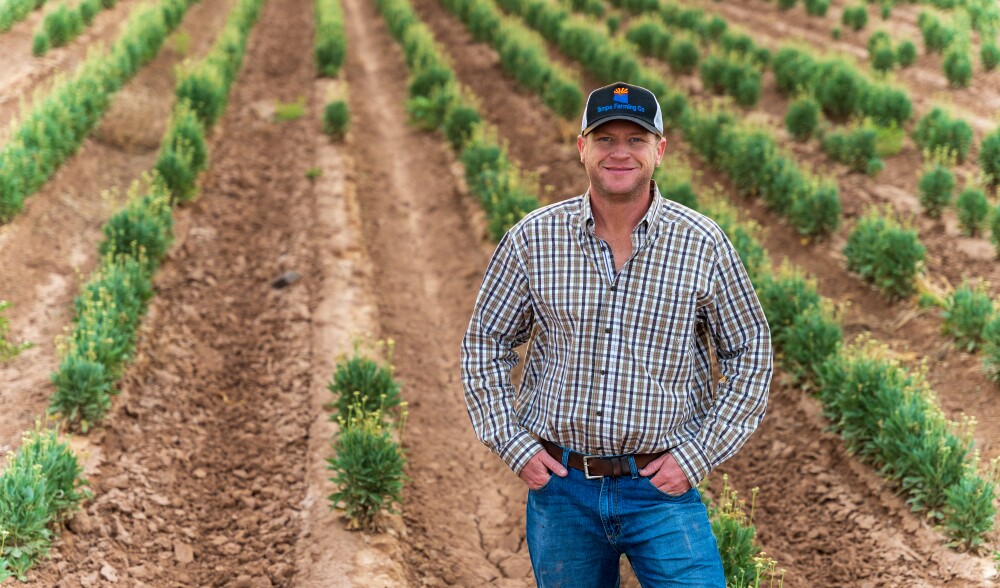 Farmer Will Thelander stands in a field with rows of guayule plants.
