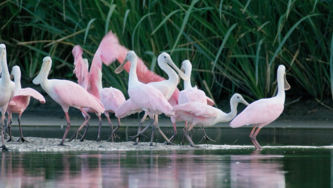 Coastal birds
