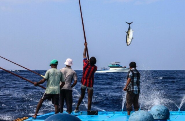 iotc-tuna1.jpg