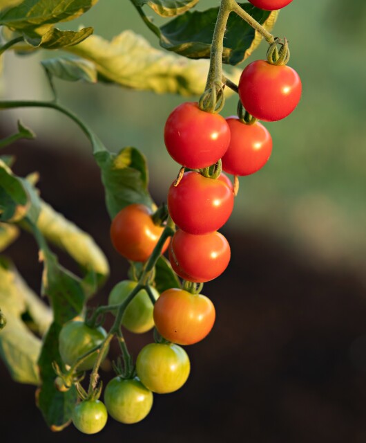 NWA Food Systems. Tomatoes.