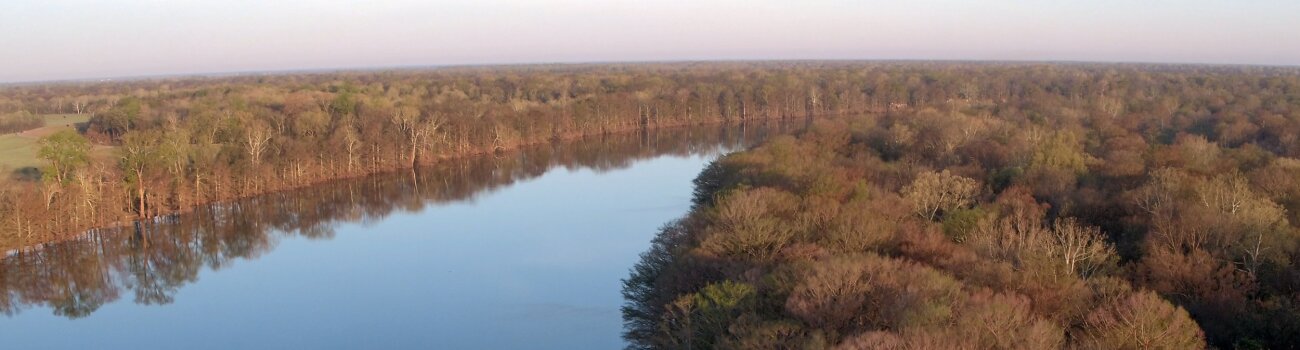 Mississippi River Delta Timber Scenic