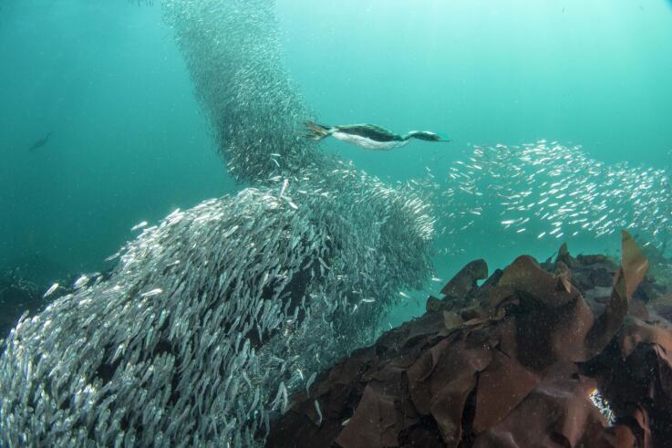 Chile Sardines 1