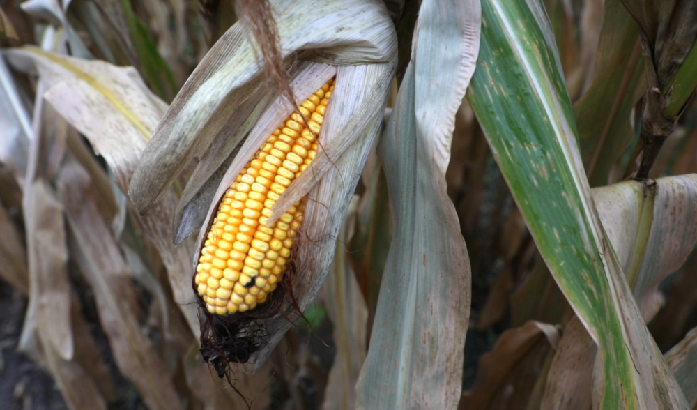 Iowa Cover Crops. Mitchell Hora. Corn