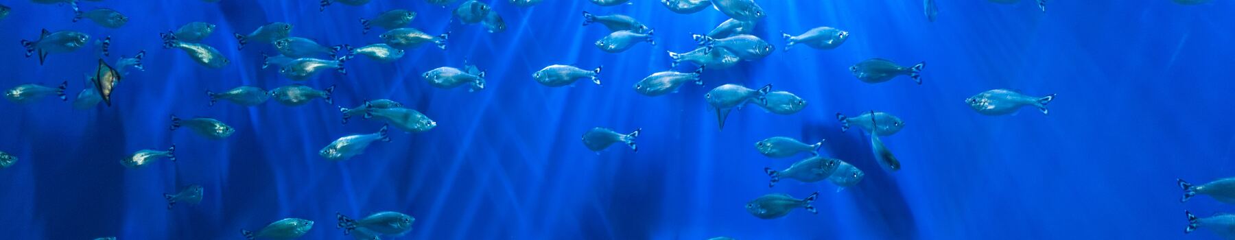 oceans stock image.jpg