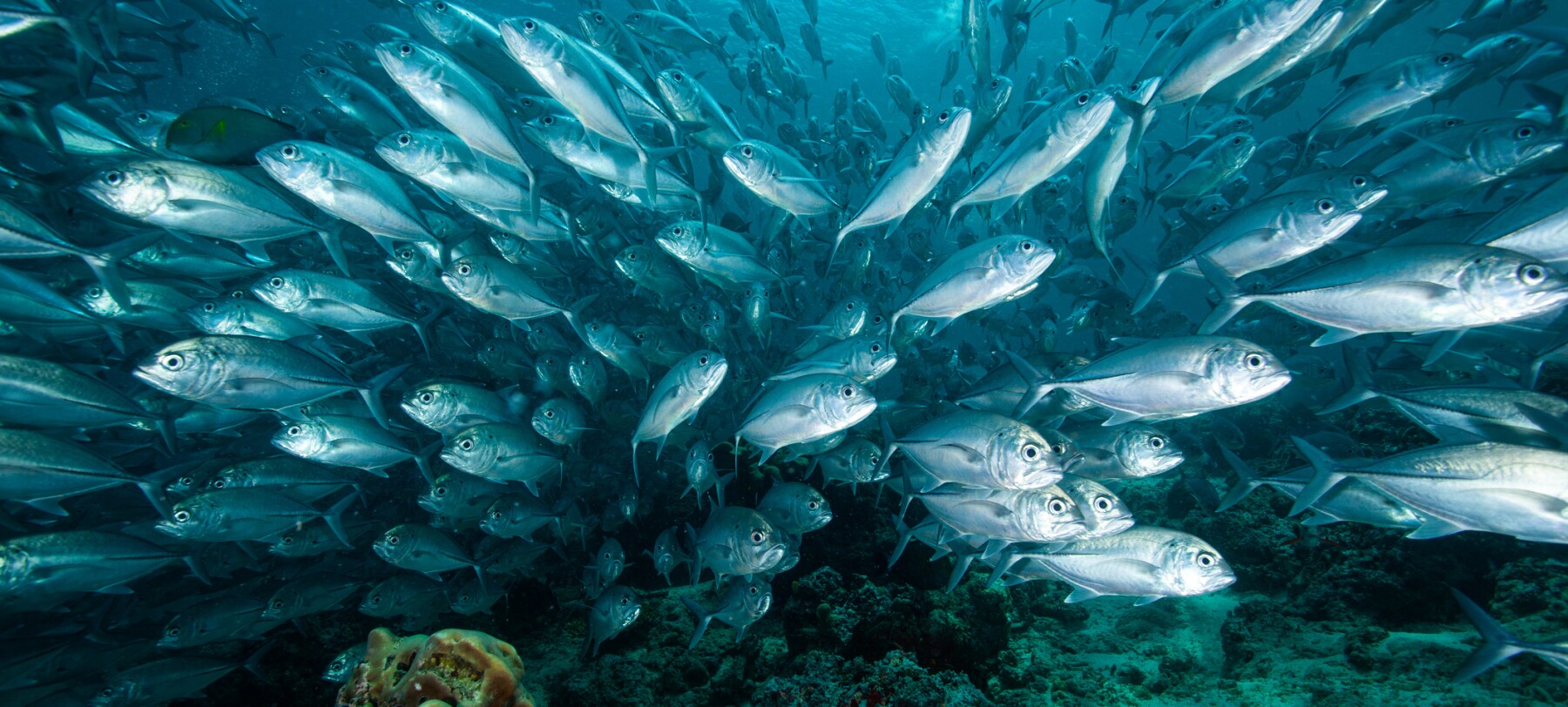 Oceans and Fish stock