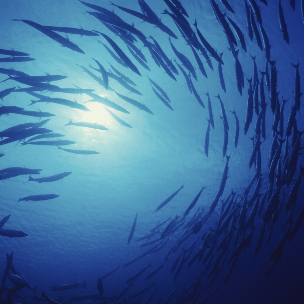 fFish circling in ocean