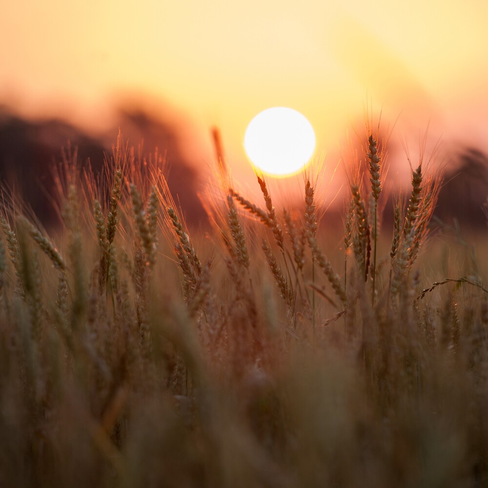 Mississippi Delta. Wheat Crop