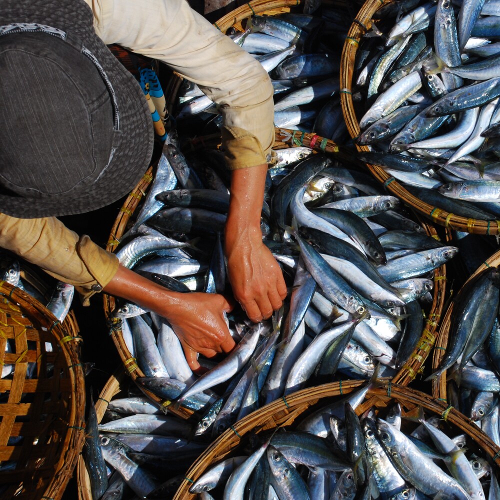 Environment_Oceans_Seafood