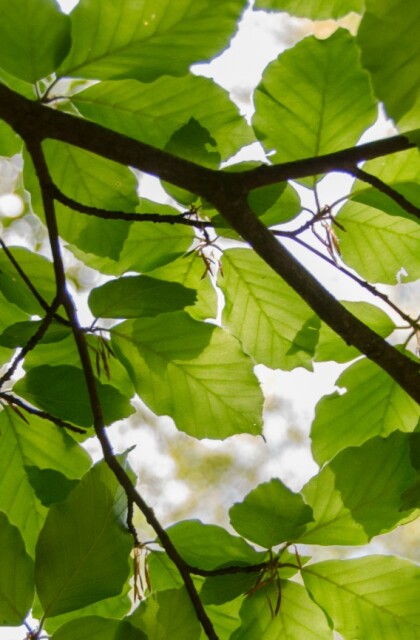 tree-canopy-hero.jpg