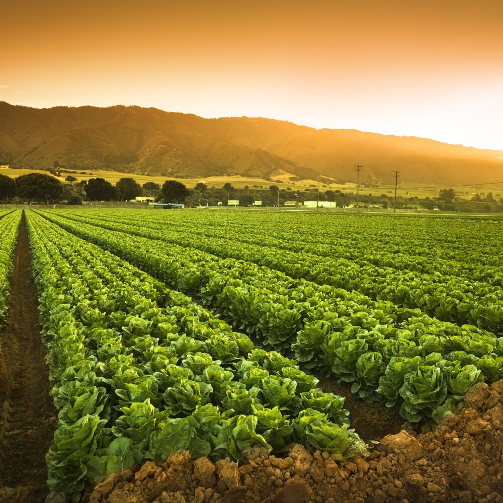 Crops grow on fertile farm land