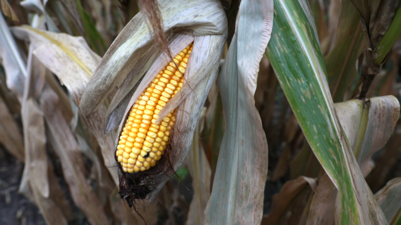 Iowa Cover Crops. Mitchell Hora. Corn