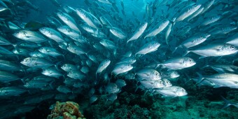 Oceans and Fish stock