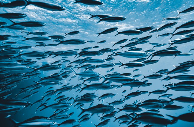 Ocean School of Fish stock