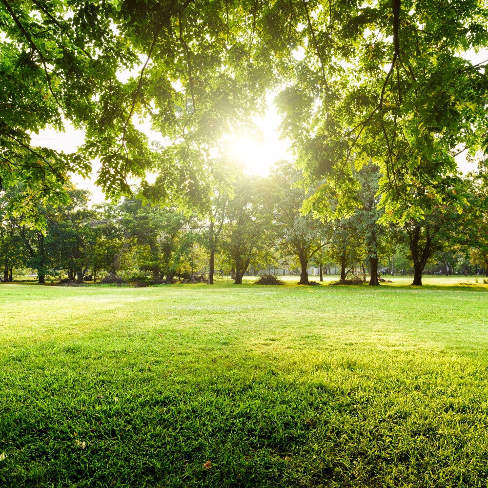 Trees in park with green grass field
