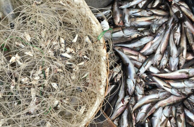 chile-hake-hero.jpg