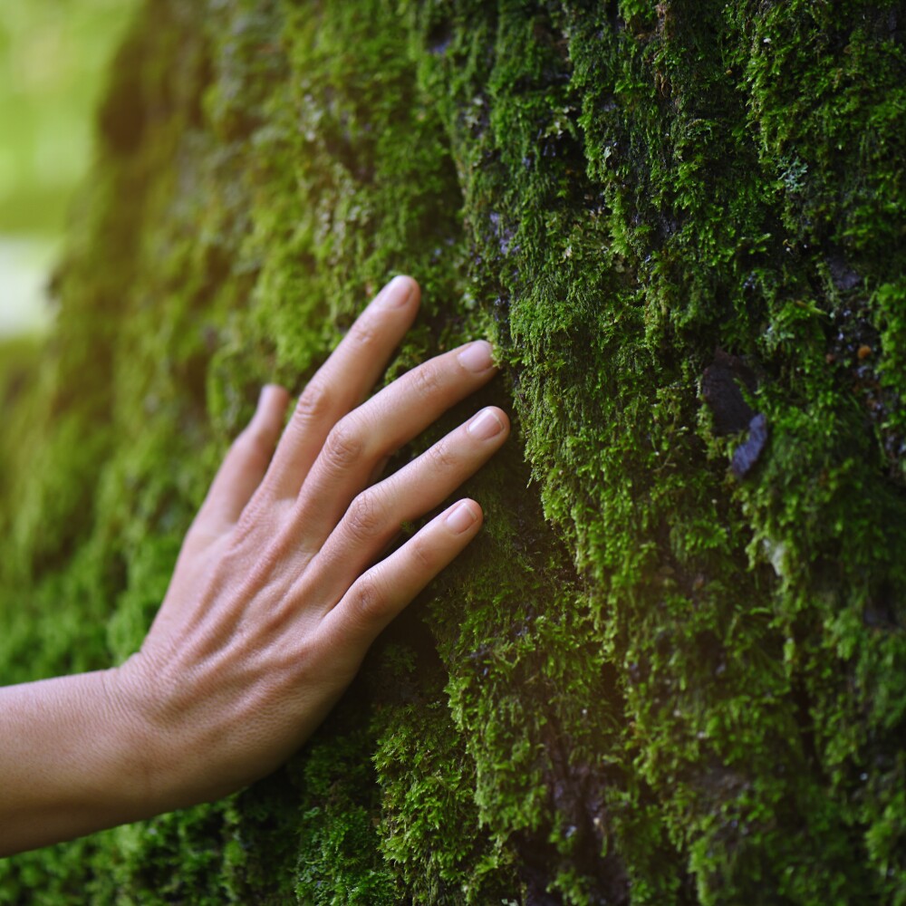 Woman Touching Tree stock photo