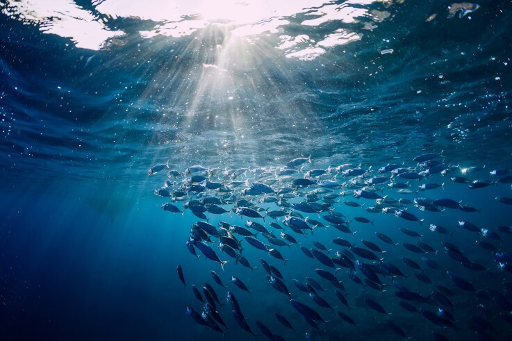 Oceans sunlight stock