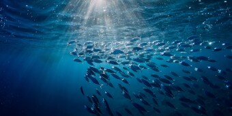 Oceans sunlight stock