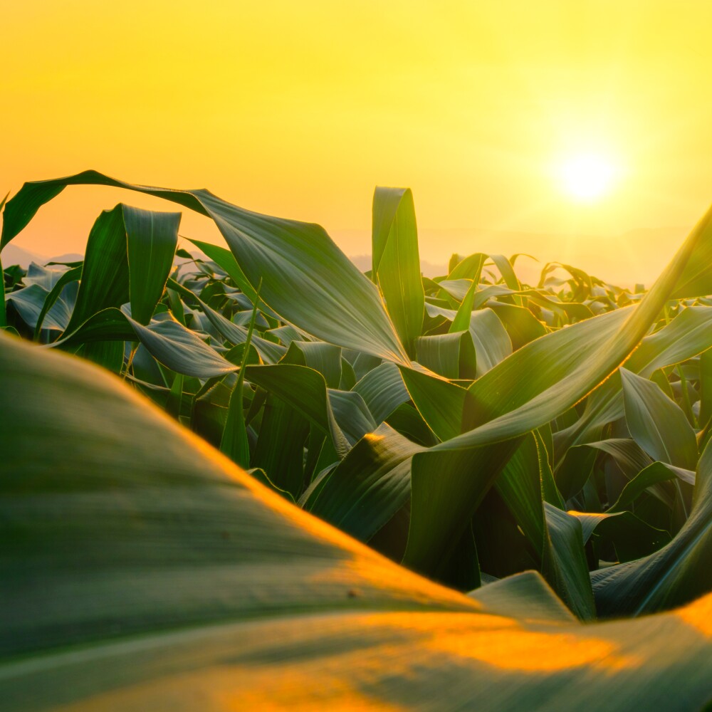 Corn stalks glimmer in the evening sunset