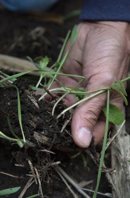 Tim Smith Roots of Conservation hands soil