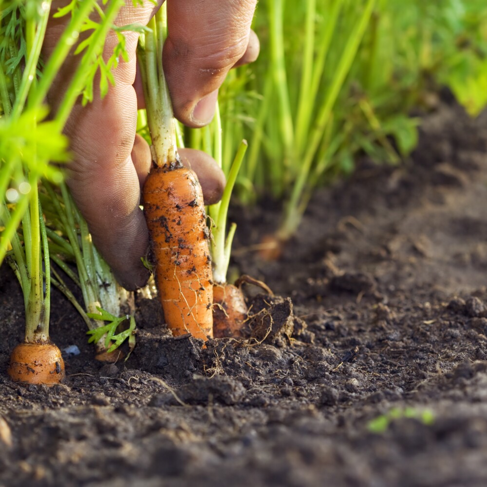Hand pulling carrot in field soil agriculture