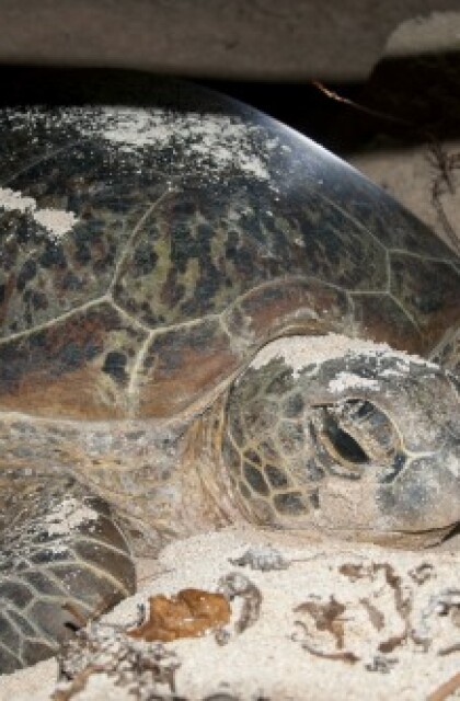 turtle-pic-web.jpg